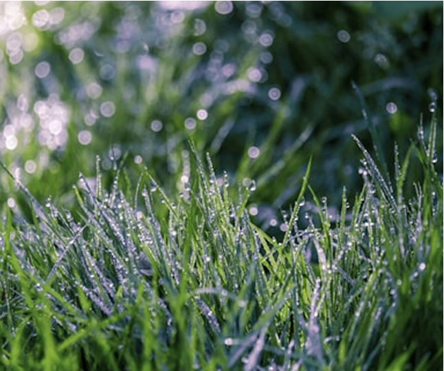 Lawn Health-3
